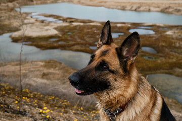 A charming dog looks attentively with intelligent brown eyes outside. A close-up portrait of purebred beautiful German Shepherd against background of lakes and yellow flowers.