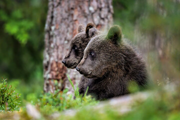 Focused bear cubs in the forest.