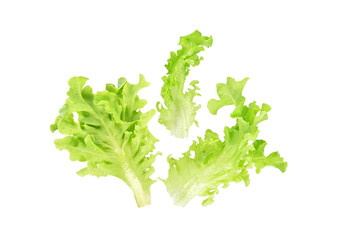 Obraz premium Fresh salad green lettuce leaf isolated on white background.