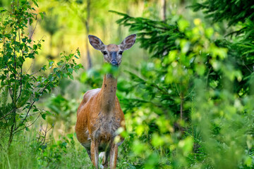 White-tailed deer in the forest at dusk.