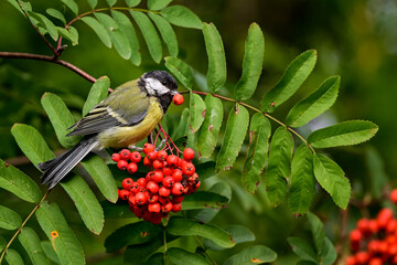 Obraz premium Great tit. They also like rowan berries, but they don't swallow it whole.