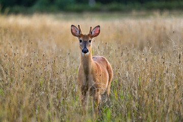 Evening encounters. White-tailed deer.
