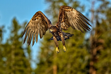 White-tailed eagle in full swing