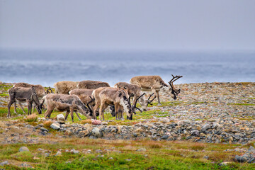 Reindeers grazing at the Barents Sea shore in Norway.