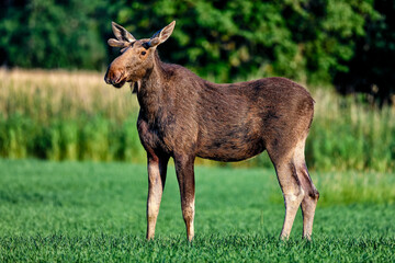 Young Moose at dusk