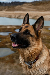 A charming dog looks attentively with intelligent brown eyes outside. A close-up portrait of purebred beautiful German Shepherd against background of lakes and sand dunes.