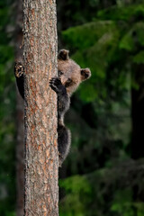Something small is peeking from behind the pine tree