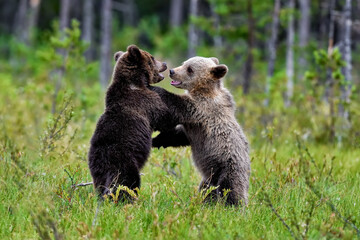 Brown bear cubs have always time to play.