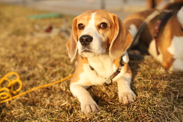 Beagle dog lies on dry grass, in the rays of the sun, and looks up.