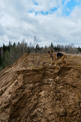 A dog stands on the edge of a sandy cliff and looks ahead. Traveling with a pet in nature. A German Shepherd stands on a sand quarry against the background of a mixed forest.