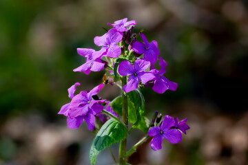 Fototapeta na wymiar Purple isolated judas flower bokeh background