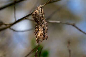 Nature close up photography