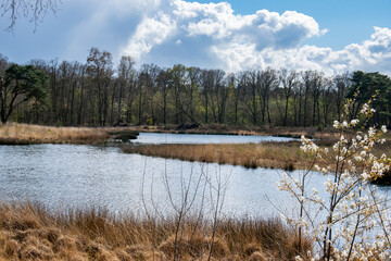 A lake in the forest with blue sky and white clouds