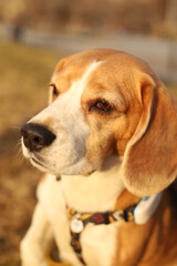 The head of a Beagle dog of a white-red color close-up in the sun.