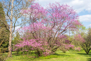 Cercis canadensis Kanadischer Judasbaum Habitus in Blüte
