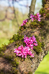 Cercis canadensis Kanadischer Judasbaum Detail Blüte auf Stamm