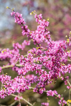 Cercis canadensis Kanadischer Judasbaum Detail Bl&uuml;te