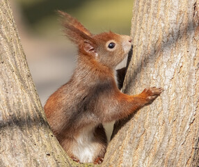 Eichhörnchen im Baum