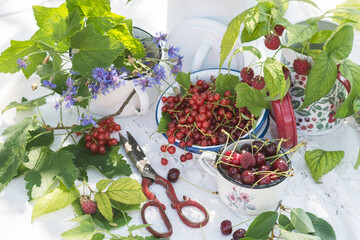 Freshly gathered juicy and delicious  raspberry, cherries, blueberries and red currants in a white metal plate and cup, berries on a white tablecloth with scissors and green natural leaves background