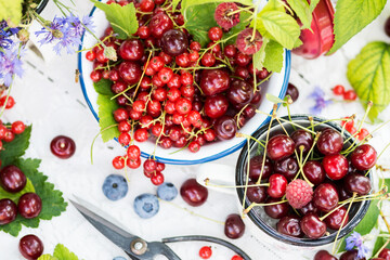 Freshly gathered juicy red currants, cherries, raspberries in a white metal plate and cup, berries on a white tablecloth with green natural leaves and bouquet of cornflowers in background