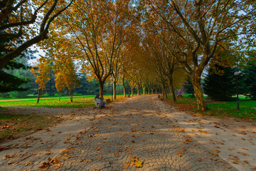 Park landscape in autumn. Autumn landscape on a sunny day. People strolling in the park in sunny...