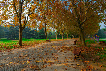 Park landscape in autumn. Autumn landscape on a sunny day. People strolling in the park in sunny...