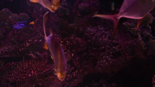 The round pompano, or round trachinot, is a species of ray&mdash;finned fish in the family Stavridae. Marine benthopelagic fish