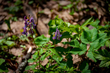 Macro pictures of flowers in Samarskaya Luka National Park!