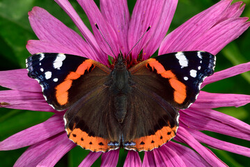 Red Admiral