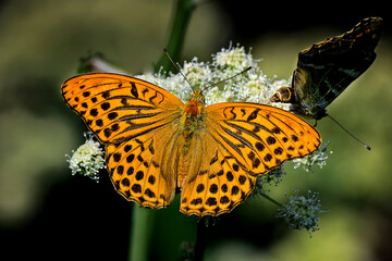 Silver-washed fritillary. Male