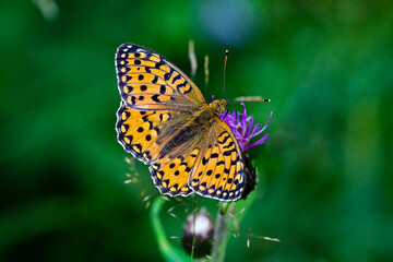 High Brown Fritillary