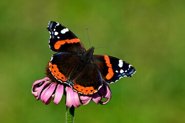 Red admiral