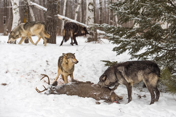 Two Grey Wolves (Canis lupus) at Deer Carcass Two More Run in Background Winter