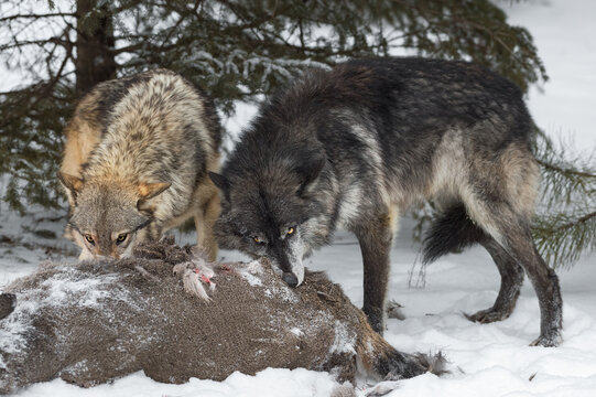 Grey and Black Phase Wolves (Canis lupus) Stand Side By Side Gnawing on White-Tail Deer Carcass Winter