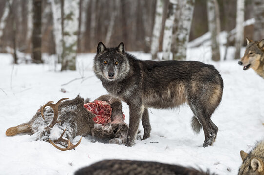 Black Phase Wolf (Canis lupus) Watches Rest Pack Gather at White-Tail Deer Carcass Winter