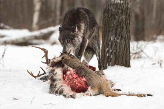 Black Phase Wolf (Canis lupus) Pulls on White-Tail Deer Carcass Winter