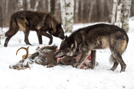 Black Phase Wolf (Canis lupus) Gnaws on White-Tail Deer Carcass Second Walks in Background Winter