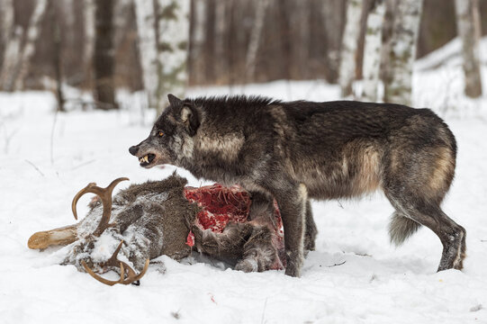 Black Phase Wolf (Canis lupus) Bares Teeth to Left Over White-Tail Deer Carcass Winter
