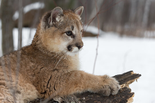 Female Cougar (Puma concolor) Relaxes on Log Close Up Winter