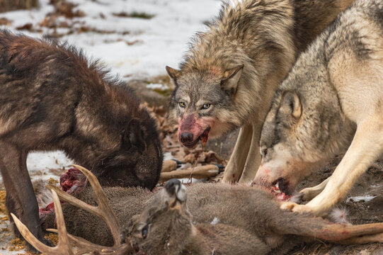 Grey Wolf With Blood Smeared Face (Canis lupus) Side Eyes at Packmate While Eating at Deer Carcass Pack to Side Winter