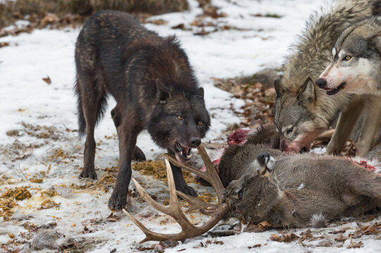 Black Phase Grey Wolf (Canis lupus) Chews at Antlers of Deer Carcass Pack to Side Winter
