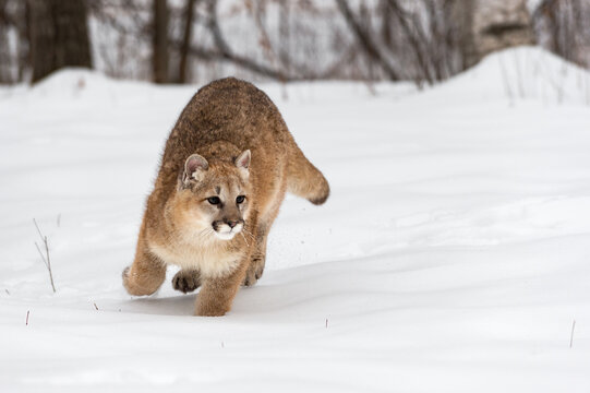 Female Cougar (Puma concolor) Runs Forward in Snow Winter