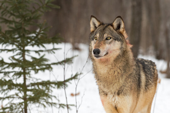 Bloodied Grey Wolf (Canis lupus) Stands Next to Pine Tree Winter