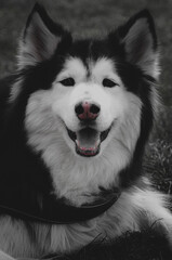 Hund. Tempelhofer Feld.