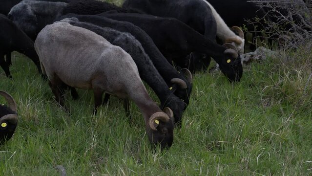 incontro con il pastore