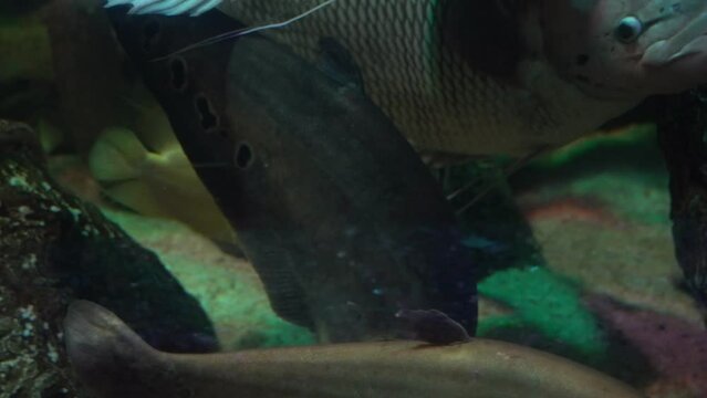 A real or giant gourami is a freshwater ray-finned fish of the macropod family. Important object of aquarium and pond fish farming. The species is also used for biological control of water overgrowth