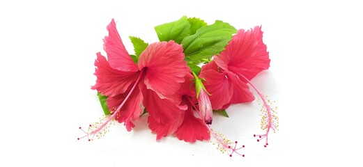 Red or pink hibiscus flowers also known as chinese rose and shoe flower with leaves isolated on white table background surface with copy space and clipping path. Beautiful closeup macro top side view. - Powered by Adobe