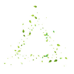 Leaves Green Falling Flying Foliage Leaf Tea Mint