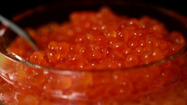 Red caviar. Bowl with red salmon salted roe caviar on tasting table. Hands pick caviar in spoon. Expensive healthy food concept on black background close-up slow motion