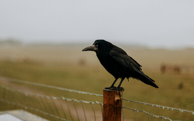 crow on a fence